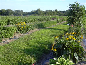 Click to enlarge image in a resizable window.